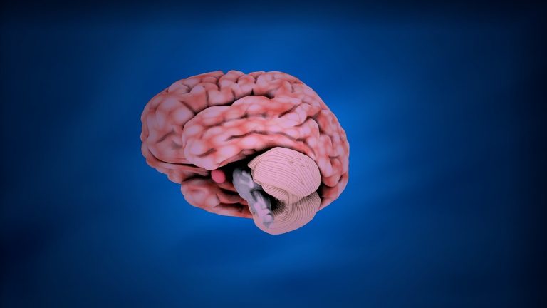 Picture of the Brain